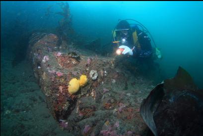 nudibranchs at base of reefs 50 feet deep