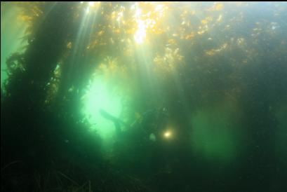 under the kelp