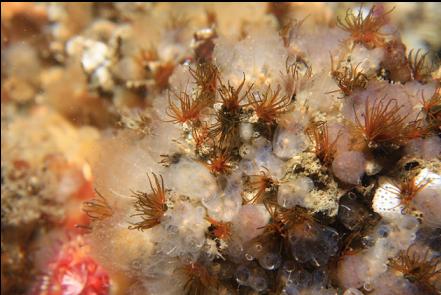 cemented tube worms and tiny tunicates