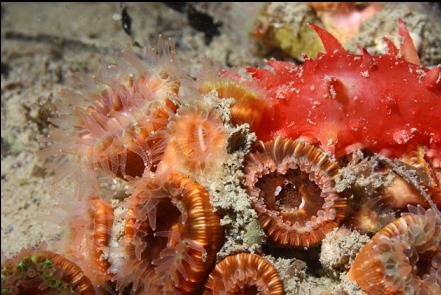 cup corals and california cucumber