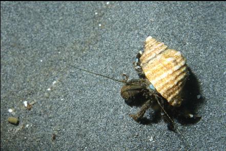 hermit crab on the sand