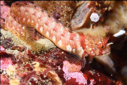 mosshead warbonnet