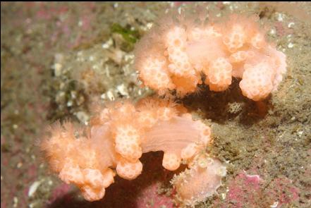 closed up soft coral with a tiny nudibranch below