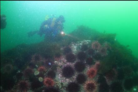 over a reef with urchins