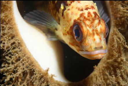 quillback rockfish in a boot sponge