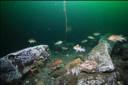 brown and copper rockfish