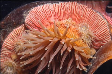 brooding anemones