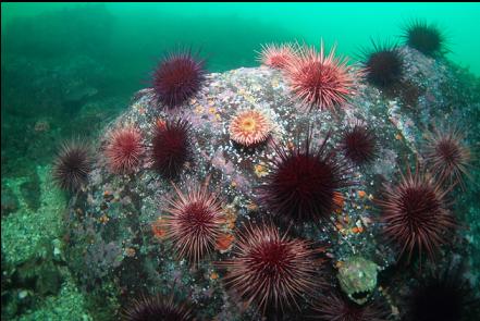 anemone and urchins