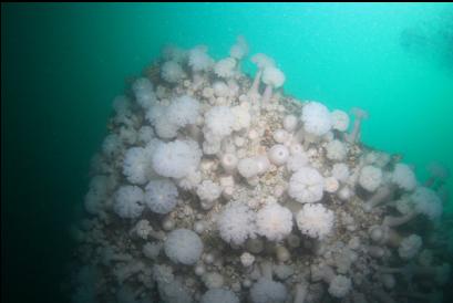 anemones under bow