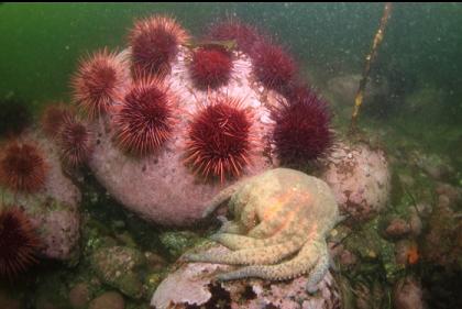 urchins and sunflower star