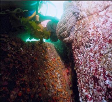 CUP CORALS AND SUNFLOWER STAR