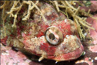 Irish Lord under hydroids