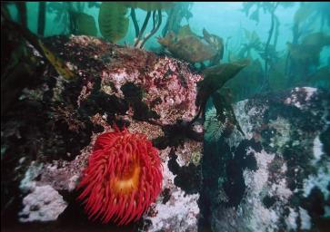 FISH -EATING ANEMONES