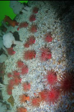 CRIMSON ANEMONES ON WALL