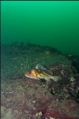 COPPER ROCKFISH ON WALL