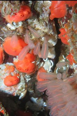 TUNICATES