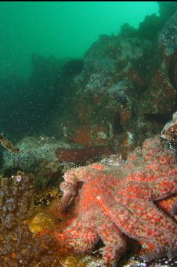 sunflower star on first dive