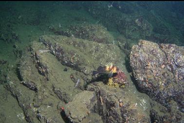 quillback rockfish on flat reef