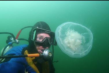 moon jelly