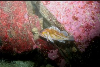 COPPER ROCKFISH