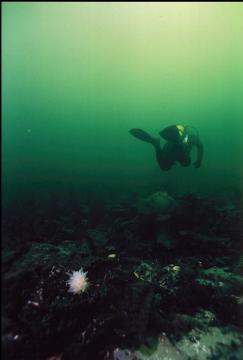 ALABASTER NUDIBRANCH