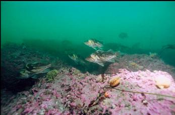 COPPER ROCKFISH