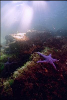 PURPLE SEA STAR IN SHALLOWS