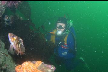 SEASTAR AND COPPER ROCKFISH