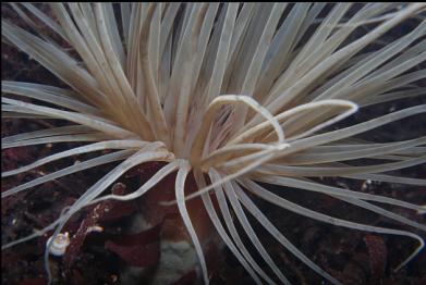 tube-dwelling anemone