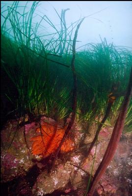 SUNFLOWER STAR AND SURFGRASS