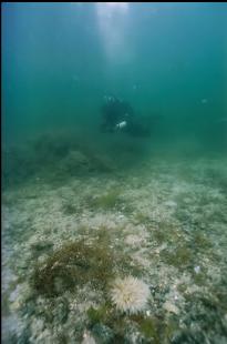 CLUSTER OF SQUID EGGS