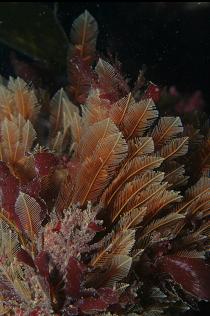 HYDROIDS