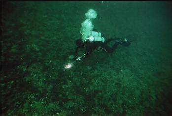 DIVER LOOKING AT GIANT NUDIBRANCH