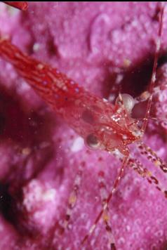 SHRIMP ON HYDROCORAL