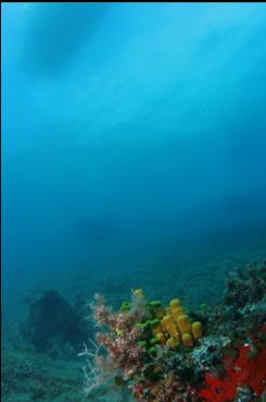 SPONGE UNDER BOAT