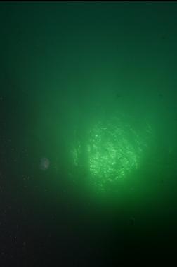 looking up at surface and jellyfish from 65 feet deep