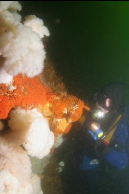 plumose anemones and orange hydroids