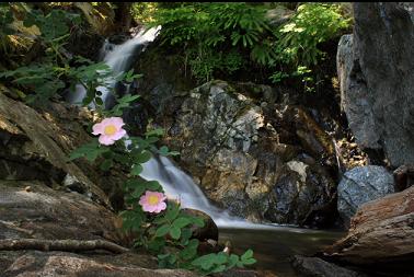 wild roses and waterfall