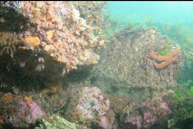 tunicates, etc in shallows