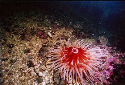 ANEMONE AT BASE OF WALL