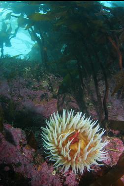 fish-eating anemone