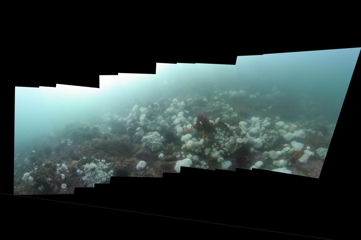 reef panorama
