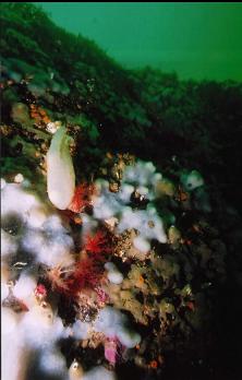 TUNICATES AND BURROWING CUCUMBERS ON WALL