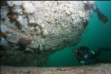 anemones under overhang