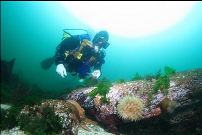 anemone on rocky reef