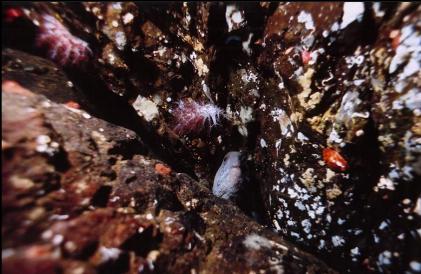 FEMALE WOLF EEL AND NUDIBRANCHS