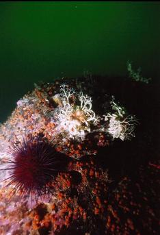 URCHIN AND BASKET STARS