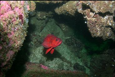 VERMILION ROCKFISH