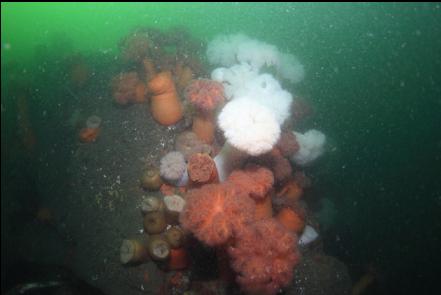 plumose anemones on the wall