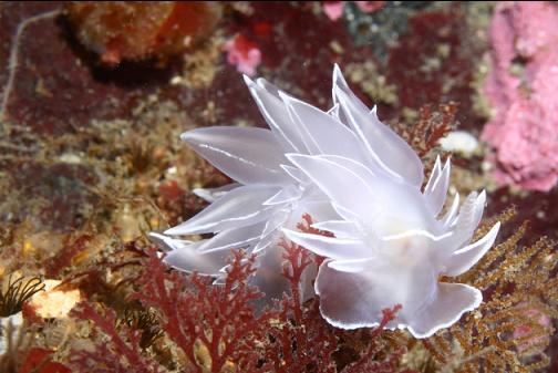 nudibranch